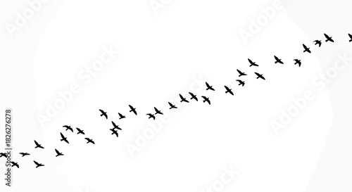 Flock of birds flying in formation against a white sky background