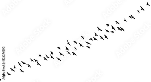 Flock of birds flying in formation against a white sky background