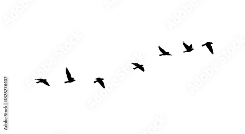 Silhouette of birds flying in formation against a white background