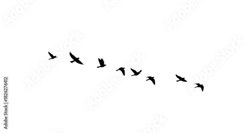 Minimalist silhouette of birds flying in formation against a white background