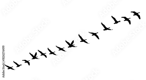 Flock of birds flying in formation silhouette against a white background