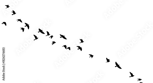 Silhouette of birds flying in formation against a white sky background