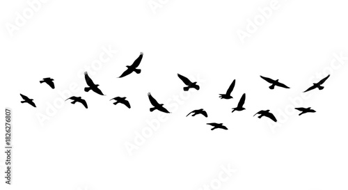 Flock of birds flying silhouette on white background for graphic design elements