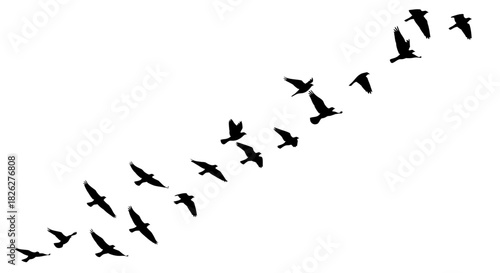 Flock of birds flying in formation silhouette on a white background