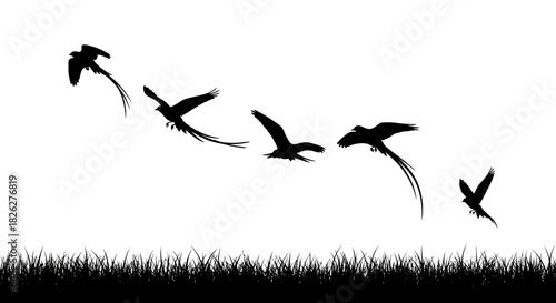 Silhouette of pheasants taking flight from grassland in a sequential animation