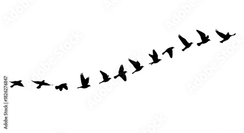 Silhouette of birds flying in formation against a clean white background