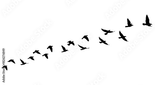 Silhouette of birds flying in formation against a white background for design
