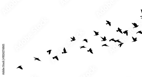 Flock of birds silhouetted against a white background in flight