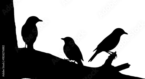 Silhouette of three birds perched on a branch against a white sky
