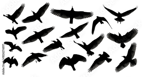 Collection of black bird silhouettes in flight against a white background
