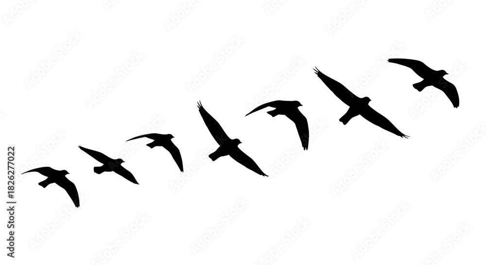 Obraz premium Silhouette of birds flying in formation against a white background for design