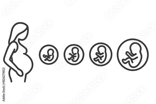 Human pregnancy stages and fetal development timeline from embryo to fetus