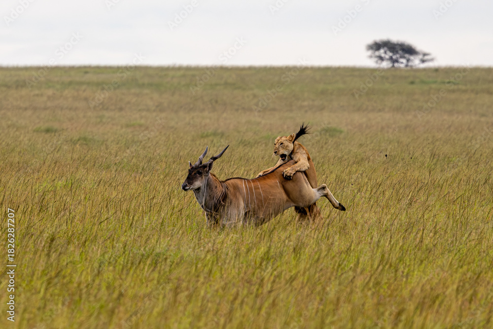 Fototapeta premium the hunt