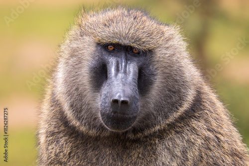 baboon sitting on the ground
