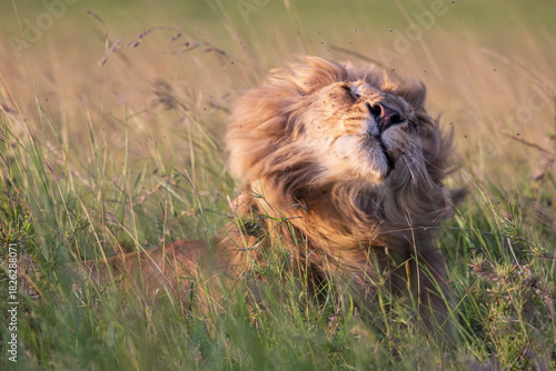 lion in the grass