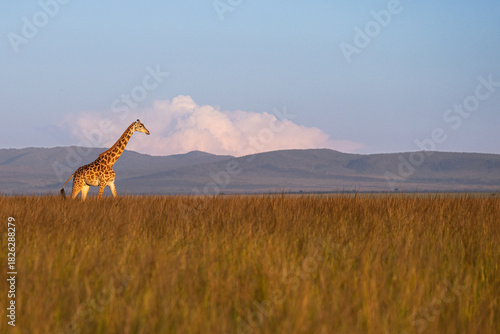 giraffe in masai mara
