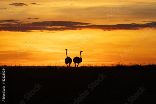 ostrich at sunset