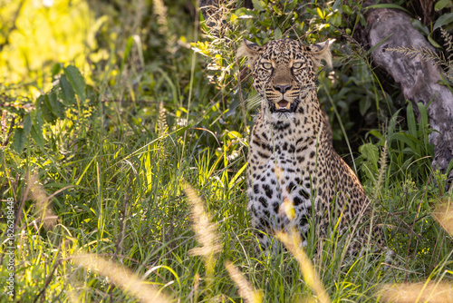 leopard in the grass