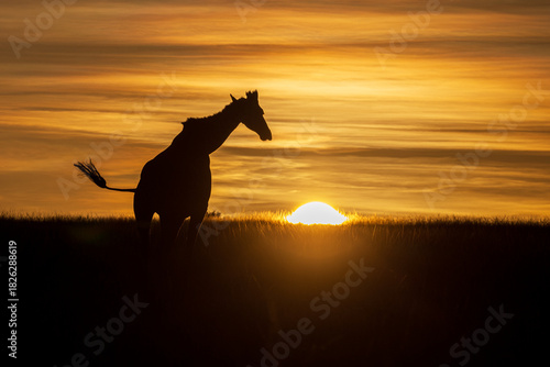 giraffe sunrise