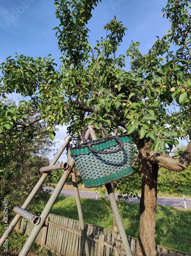 Fruit Harvest Basket on Ladder Under Plum Tree