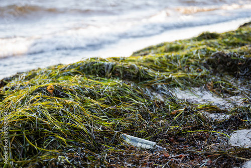 Fototapeta Naklejka Na Ścianę i Meble -  seaweed-covered Baltic Sea beach with plastic litter at the shoreline