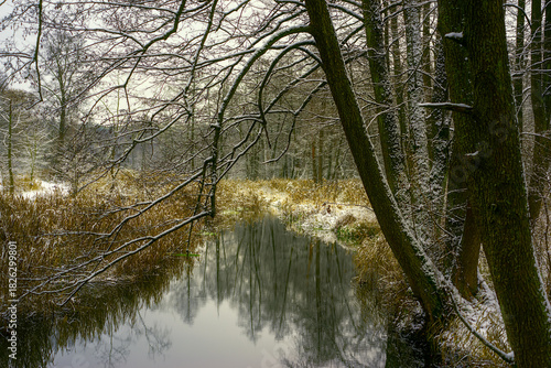 Zima nad rzeką Supraśl, Puszcza Knyszyńska