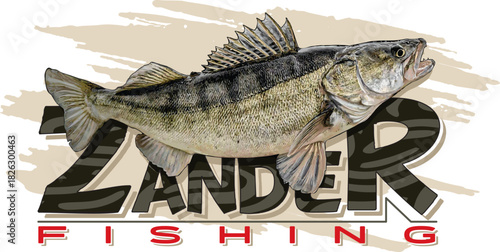 Zander Fish Vector Illustration. Detailed Walleye Pikeperch Graphic for Fishing Sport and Merchandise Design.