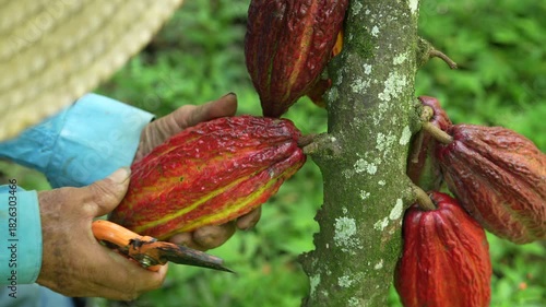 Wallpaper Mural Detailed view of ripe cacao pods on a tree with a farmer in the lush greenery of Valle del Cauca, Colombia. Captures vibrant colors and texture, perfect for agricultural themes. Torontodigital.ca