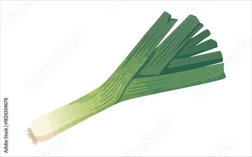 fresh green leek vegetable isolated vector illustration on white background