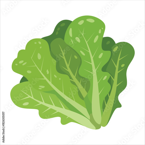 Crisp green lettuce leaves with natural veins and texture isolated vector illustration on white background