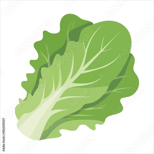 Fresh leafy green lettuce with detailed surface patterns isolated vector illustration on white background