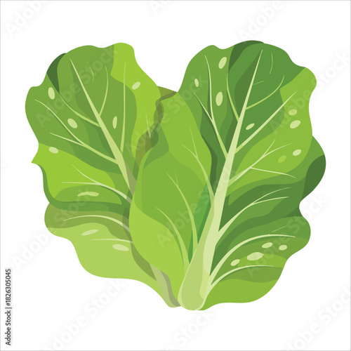 Crisp green lettuce leaves with natural veins and texture isolated vector illustration on white background