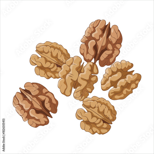 Whole walnut nuts with shells and kernel pieces isolated vector illustration on white background