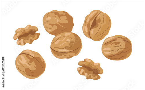 Whole walnut nuts with shells and kernel pieces isolated vector illustration on white background