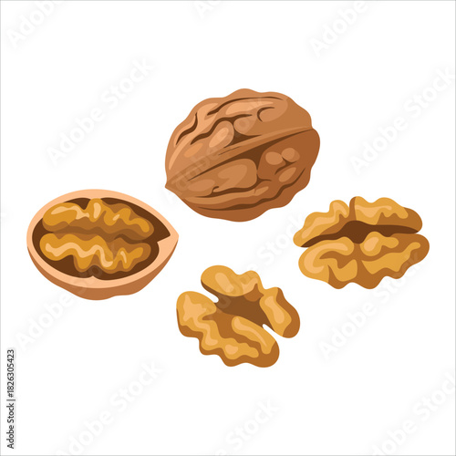 Whole walnut nuts with shells and kernel pieces isolated vector illustration on white background