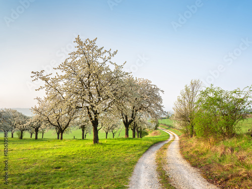 Winding Farm Track through Green Fields in Spring with Cherry Trees in Bloom	
