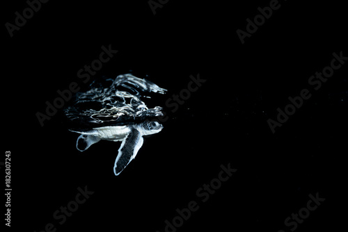 孵化して海を泳ぐアオウミガメの赤ちゃん　小笠原　東京都