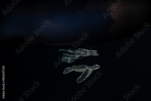 孵化して海を泳ぐアオウミガメの赤ちゃん　小笠原　東京都