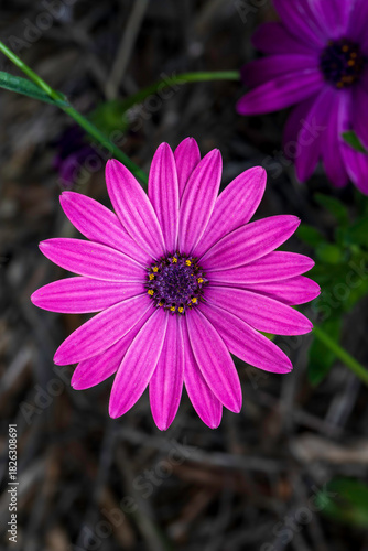 pink daisy flower