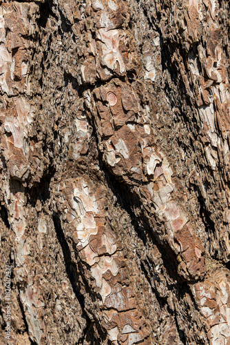 tree bark texture