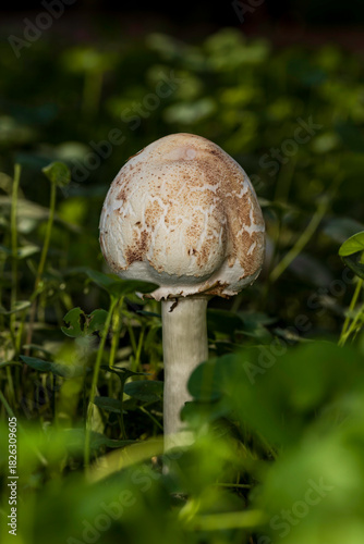 mushroom in the grass