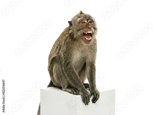 singe assis sur un socle blanc en studio, sourire expressif