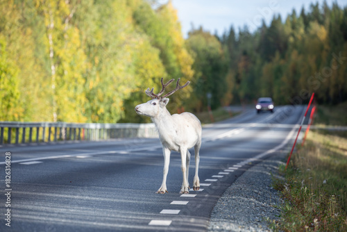 Weißes Rentier auf der Straße in Schweden, Lappland im Herbst. Im Hintergrund ein kommendes Auto.