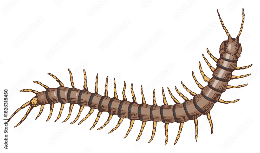 Obraz premium Hand drawn centipede vector illustration