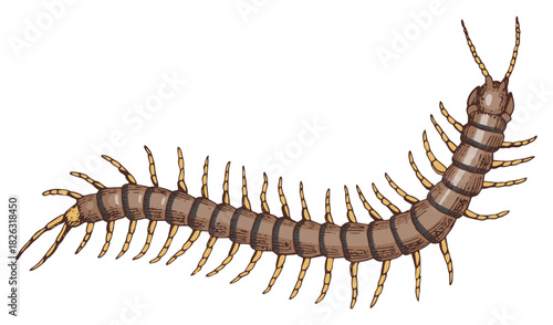 Hand drawn centipede vector illustration