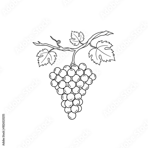Illustration of hand drawn grape bunch with leaves