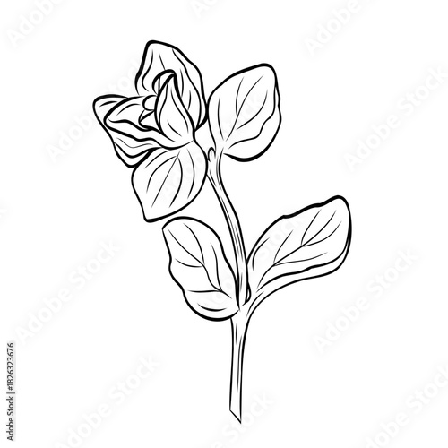 Monochrome botanical fragrant herb drawing of oregano plant isolated on white background. Graphic hand drawn ink black and white vector. Good for cooking, spa, medicinal tea, and garden beauty