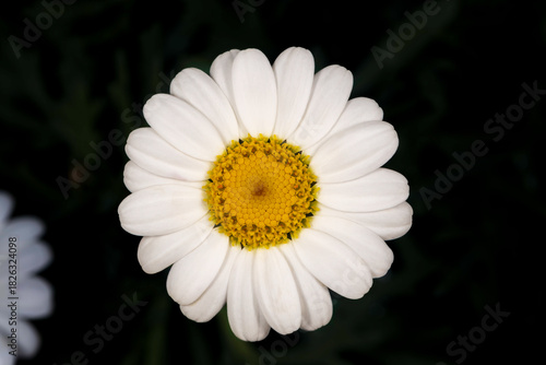 white daisy flower