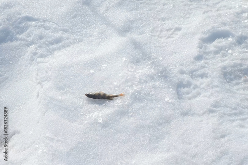 Small fish slowly freezing on snow covered lake on winter fishing. Serene winter scene captures cold, tranquil beauty of frozen landscape. Outdoor winter activity hobby leisure recreation sport.