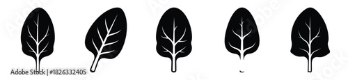 set of  spinach leaf icon vector illustration isolated on white background